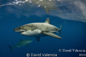 This day we had multiple white sharks around the boat. Th... by David Valencia 